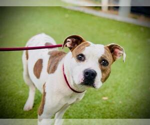 American Pit Bull Terrier-Unknown Mix Dogs for adoption in Orlando, FL, USA