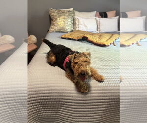 Welsh Terrier Dogs for adoption in Miami, FL, USA