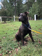 Catahoula Leopard Dog-Unknown Mix Dogs for adoption in Bostic, NC, USA