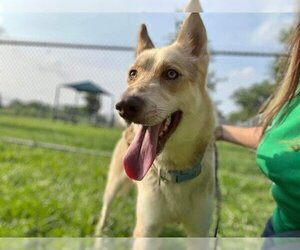 German Shepherd Dog-Siberian Husky Mix Dogs for adoption in Pasadena, TX, USA