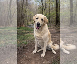 Labrador Retriever Dogs for adoption in Thomasville, NC, USA