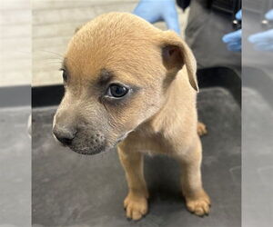 American Pit Bull Terrier-Unknown Mix Dogs for adoption in San Bernardino, CA, USA