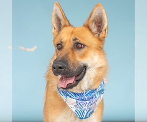 German Shepherd Dog-Unknown Mix Dogs for adoption in Pasadena, CA, USA