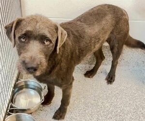 Irish Wolfhound Dogs for adoption in Houston, TX, USA