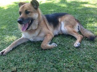 Mutt Dogs for adoption in Penngrove, CA, USA