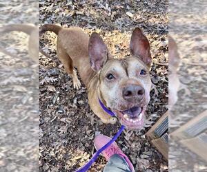 American Pit Bull Terrier Dogs for adoption in Charlotte, NC, USA
