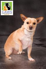 Medium Photo #1 Chihuahua Puppy For Sale in Salt Lake City, UT, USA