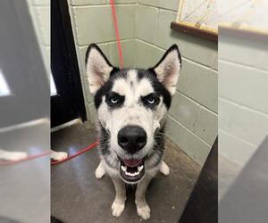 Siberian Husky Dogs for adoption in Tulsa, OK, USA