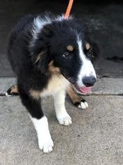 Australian Shepherd Dogs for adoption in Lancaster, PA, USA