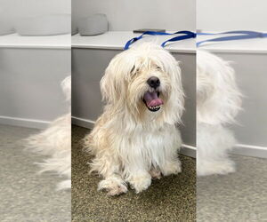 Mutt Dogs for adoption in Osgood, IN, USA