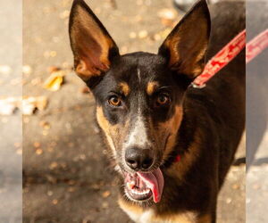 Mutt Dogs for adoption in Canton, CT, USA