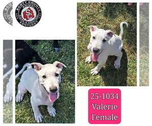 Labrenees Dogs for adoption in Georgetown, KY, USA