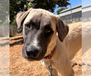 Anatolian Shepherd Dogs for adoption in Sacramento, CA, USA
