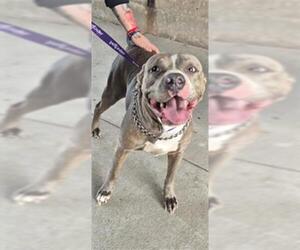 Staffordshire Bull Terrier Dogs for adoption in Texas City, TX, USA