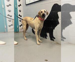Black Mouth Cur-Labrador Retriever Mix Dogs for adoption in Waco, TX, USA