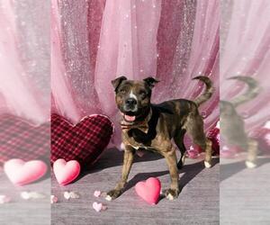 Staffordshire Bull Terrier-Unknown Mix Dogs for adoption in Charlotte, NC, USA