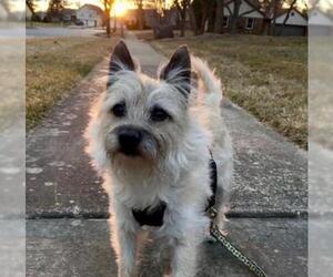Cairn Terrier Dogs for adoption in Washington, DC, USA