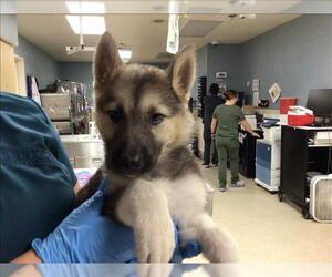 Siberian Husky Dogs for adoption in Riverside, CA, USA