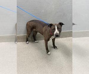 American Pit Bull Terrier-Unknown Mix Dogs for adoption in Las Vegas, NV, USA