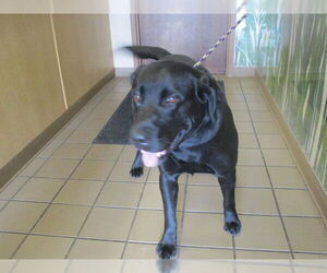 Labrador Retriever Dogs for adoption in Ocala, FL, USA