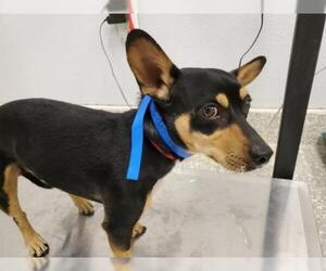Pembroke Welsh Corgi Dogs for adoption in pomona, CA, USA