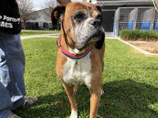 Boxer Dogs for adoption in Long Beach, CA, USA