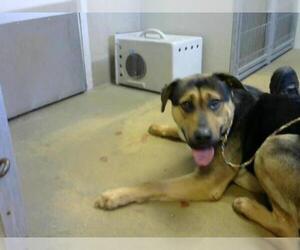 Shepweiller Dogs for adoption in Sacramento, CA, USA