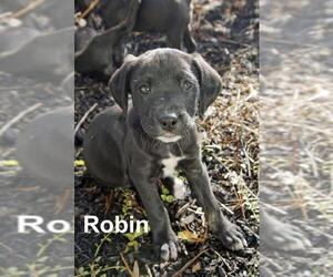 Labbe Dogs for adoption in Oakhurst, NJ, USA