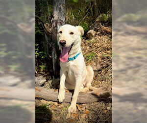Golden Retriever-Unknown Mix Dogs for adoption in Pleasanton, TX, USA