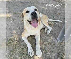Mastiff-Unknown Mix Dogs for adoption in Conroe, TX, USA