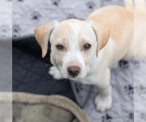 Chihuahua-Unknown Mix Dogs for adoption in San Diego, CA, USA