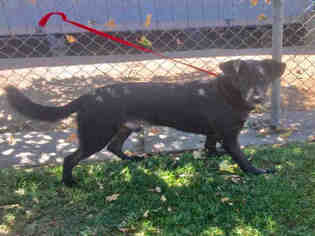 Borador Dogs for adoption in Oakdale, CA, USA