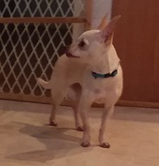 Chihuahua Dogs for adoption in Woodbridge, VA, USA