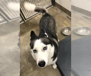 Siberian Husky Dogs for adoption in Jackson, CA, USA