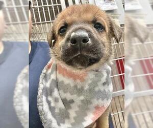 German Shepherd Dog-Unknown Mix Dogs for adoption in Visalia, CA, USA
