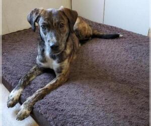 Plott Hound Dogs for adoption in Walnutport, PA, USA