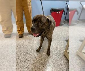 Medium Photo #2 Mastiff Puppy For Sale in Palmetto, FL, USA