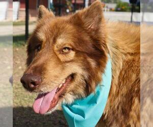 - Mix Dogs for adoption in San Antonio, TX, USA