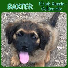 Australian Retriever Dogs for adoption in Dallas, TX, USA