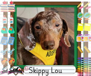 Dachshund Dogs for adoption in San Antonio, TX, USA