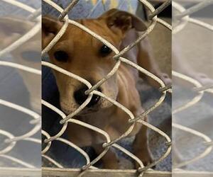 American Pit Bull Terrier Dogs for adoption in Stockton, CA, USA