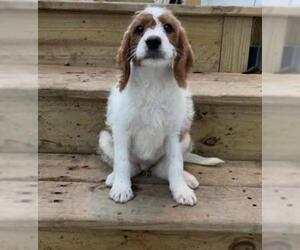 Cavalier King Charles Spaniel Dogs for adoption in Livonia, MI, USA