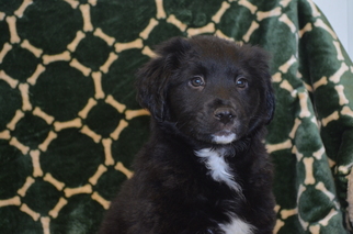 Borador Dogs for adoption in Harpswell, ME, USA