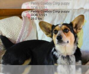 Pembroke Welsh Corgi Dogs for adoption in Bon Carbo, CO, USA