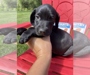 Labrador Retriever Dogs for adoption in Winter, WI, USA