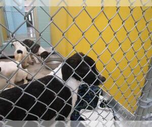 German Shorthaired Pointer-Unknown Mix Dogs for adoption in Temple, TX, USA