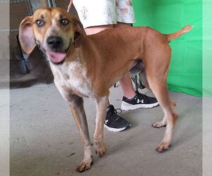 Unknown-Vizsla Mix Dogs for adoption in Wetumpka, AL, USA