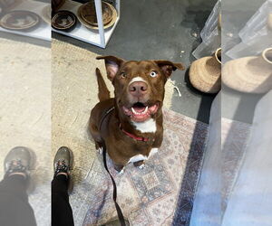 American Pit Bull Terrier-Unknown Mix Dogs for adoption in W Hollywood, CA, USA