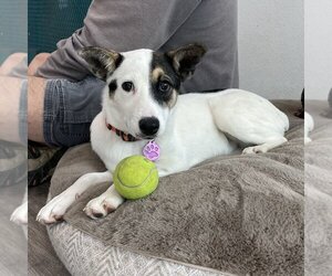 Jack Russell Terrier-Unknown Mix Dogs for adoption in Hurricane, UT, USA