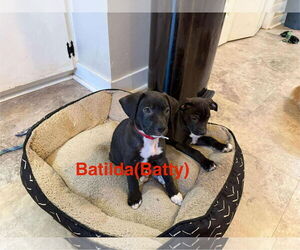 Mutt Dogs for adoption in Farmerville, LA, USA